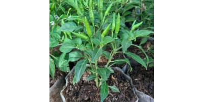 POHON CABE