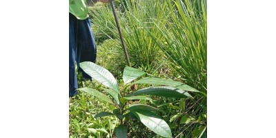POHON ANDALAN
